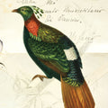 Pretty Bird IV Mural Wallpaper - pure wallpaper artwork