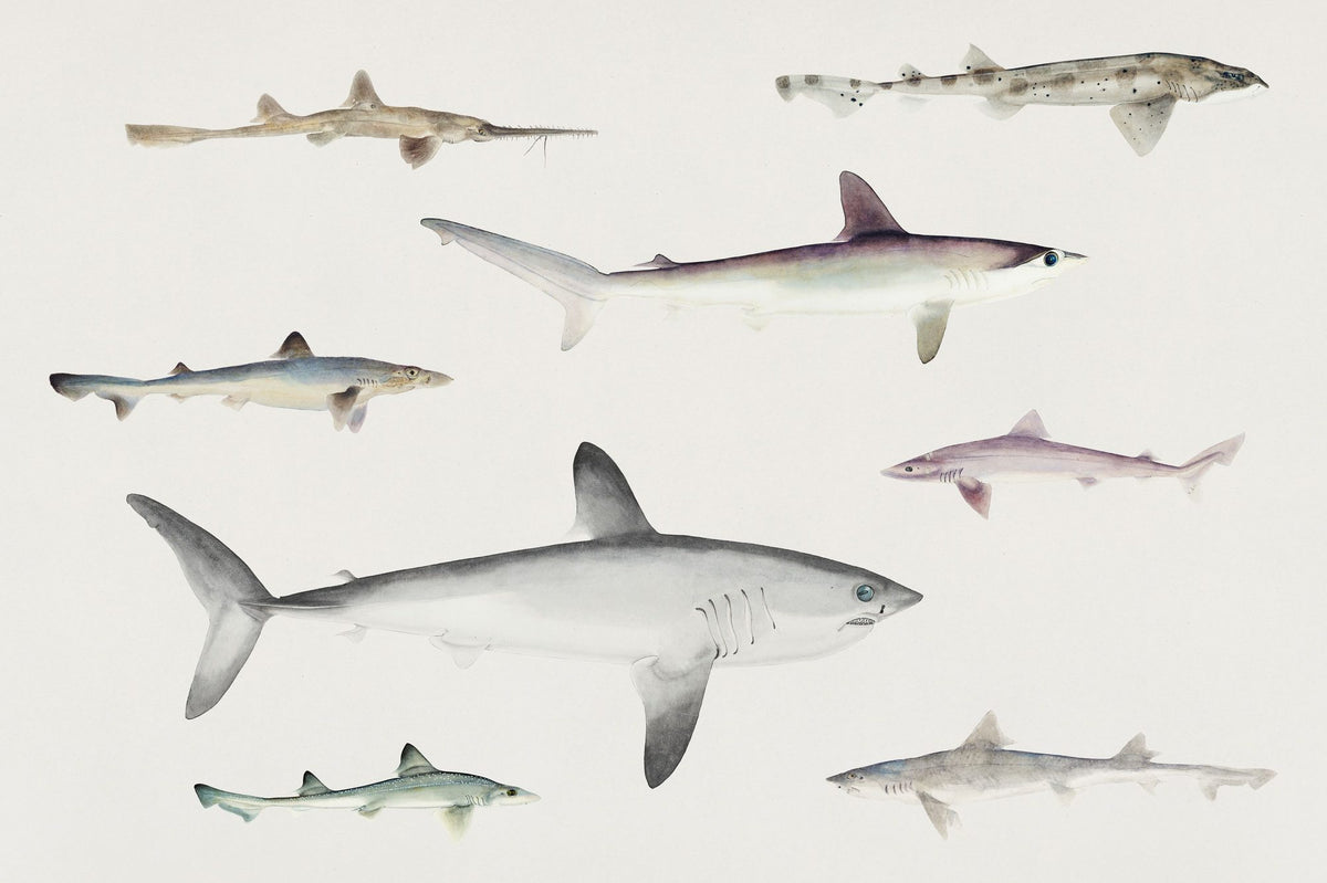 Sharks of the Pacific Ocean Mural Wallpaper - pure wallpaper artwork