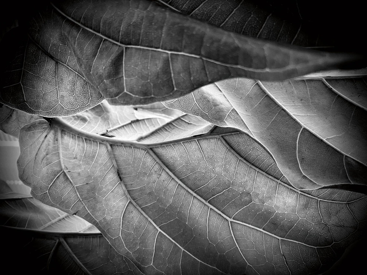 Sunlit Leaf I Mural Wallpaper - pure wallpaper artwork