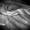 Sunlit Leaf I Mural Wallpaper - pure wallpaper artwork