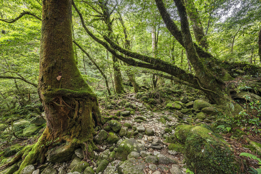 Ancient Moss Mural Wallpaper