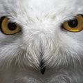 The Owl Star Mural Wallpaper - pure wallpaper artwork