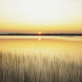 Golden Lake Whispers Mural Wallpaper - pure wallpaper artwork