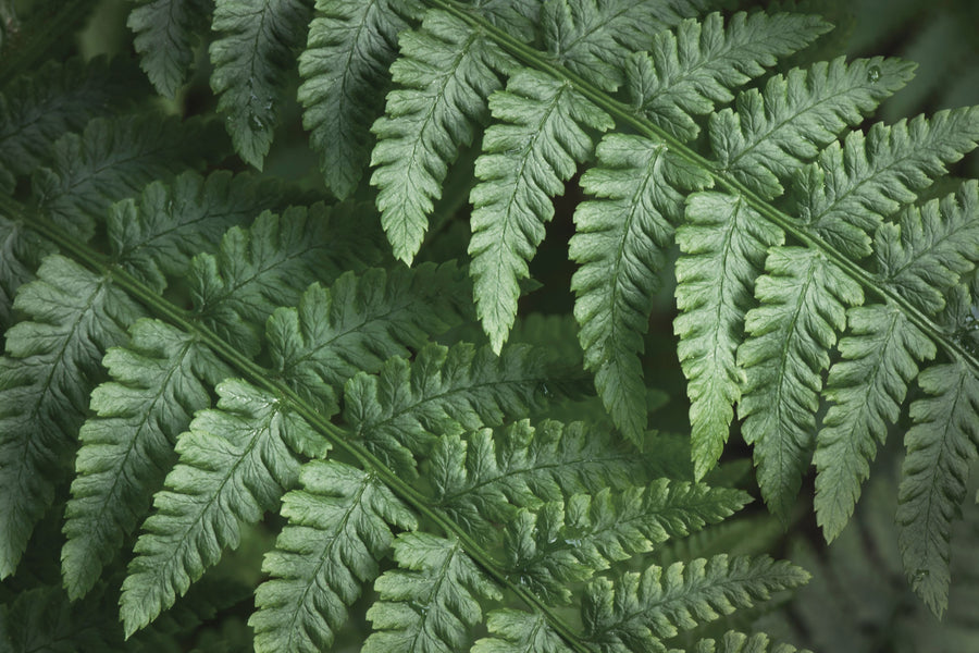 Fern Lines Mural Wallpaper