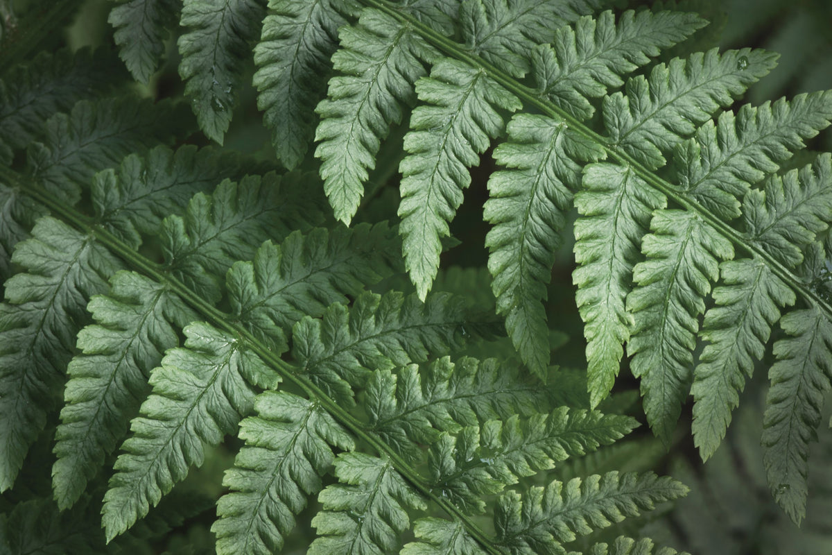 Fern Lines Mural Wallpaper - pure wallpaper artwork