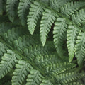 Fern Lines Mural Wallpaper - pure wallpaper artwork
