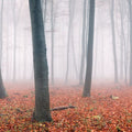 Red Autumn Leaves Mural Wallpaper - pure wallpaper artwork