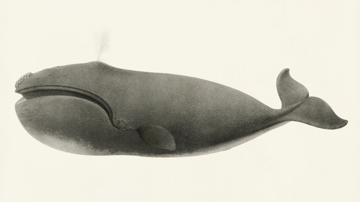 North Pacific Right Whale Mural Wallpaper - pure wallpaper artwork