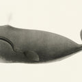 North Pacific Right Whale Mural Wallpaper - pure wallpaper artwork