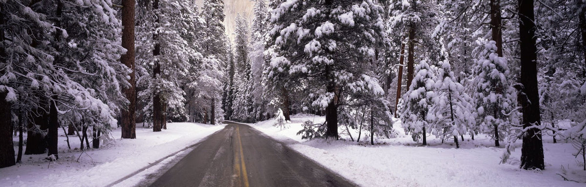 Winter's Path Mural Wallpaper - pure wallpaper artwork