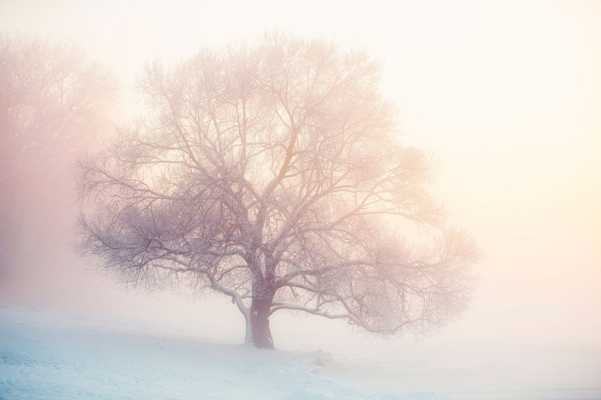 Winter Frost Tree Mural Wallpaper - pure wallpaper artwork