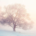 Winter Frost Tree Mural Wallpaper - pure wallpaper artwork