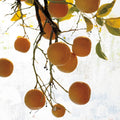 Oranges IV Mural Wallpaper - pure wallpaper artwork