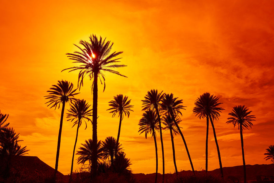 Almeria Palms Mural Wallpaper