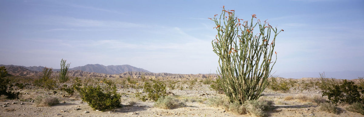 Desert Ocotillo Mural Wallpaper - pure wallpaper artwork