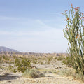 Desert Ocotillo Mural Wallpaper - pure wallpaper artwork