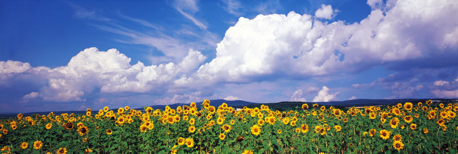 Sunflower Symphony Mural Wallpaper