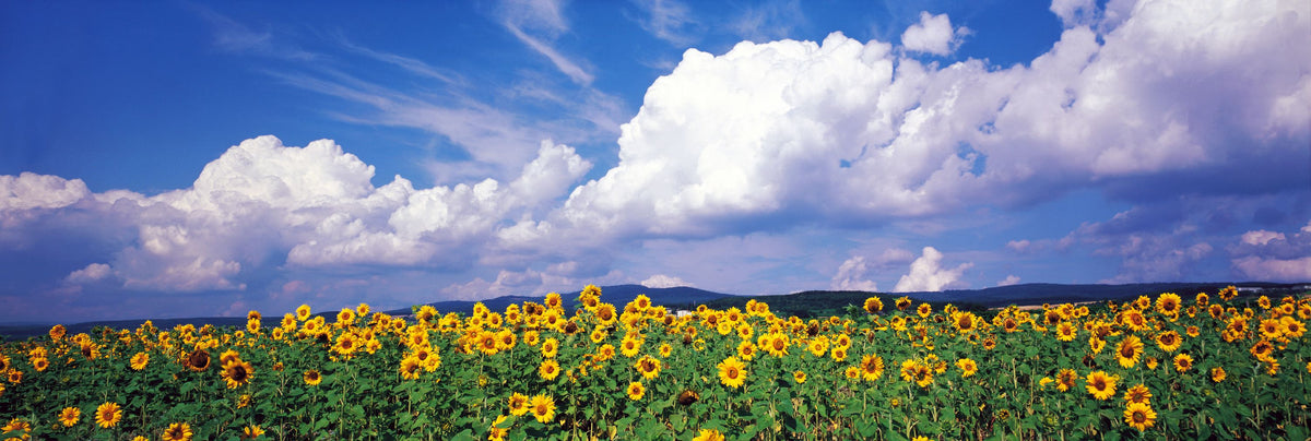 Sunflower Symphony Mural Wallpaper - pure wallpaper artwork