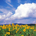 Sunflower Symphony Mural Wallpaper - pure wallpaper artwork