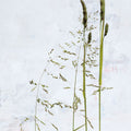 Meadow Greenery Mural Wallpaper - pure wallpaper artwork