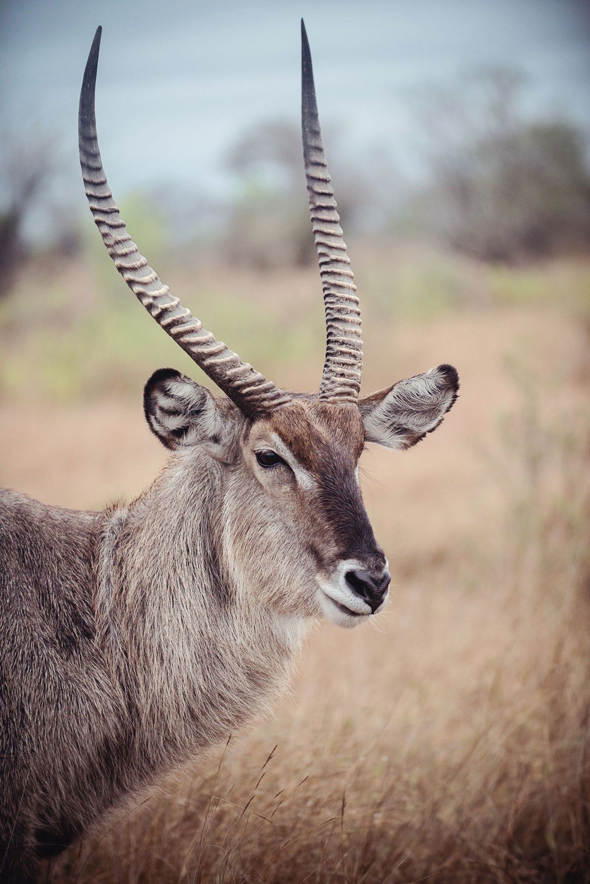 Waterbuck Portrait Mural Wallpaper - pure wallpaper artwork