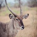Waterbuck Portrait Mural Wallpaper - pure wallpaper artwork