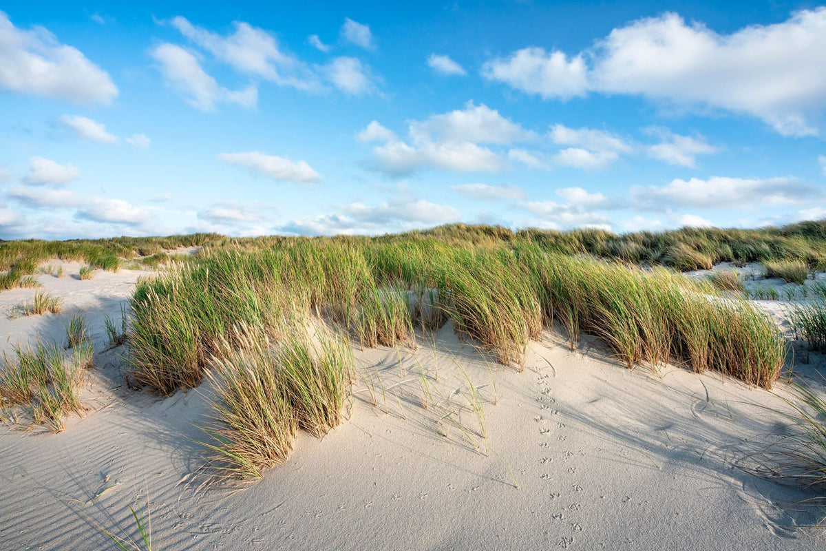 Beach Dunes Mural Wallpaper - pure wallpaper artwork