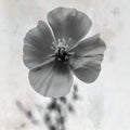 Wonderful Wildflowers V Neutral Mural Wallpaper - pure wallpaper artwork