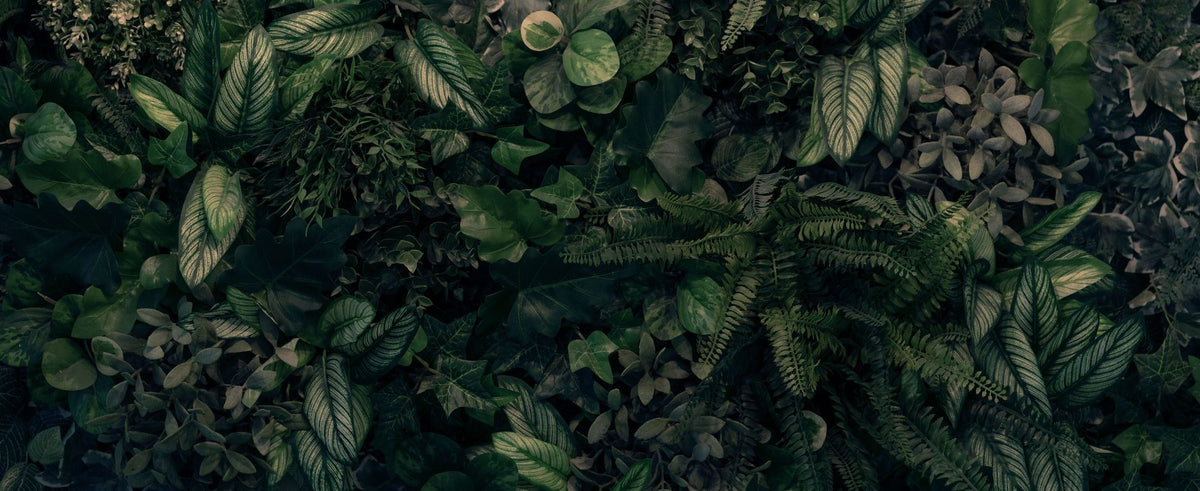 Wall of Leaves Mural Wallpaper - pure wallpaper artwork