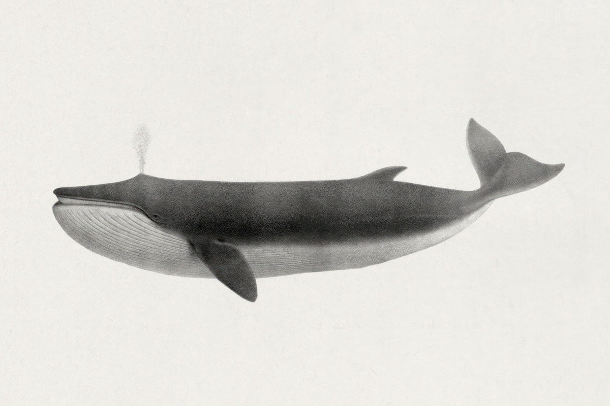 Fin Whale Mural Wallpaper - pure wallpaper artwork