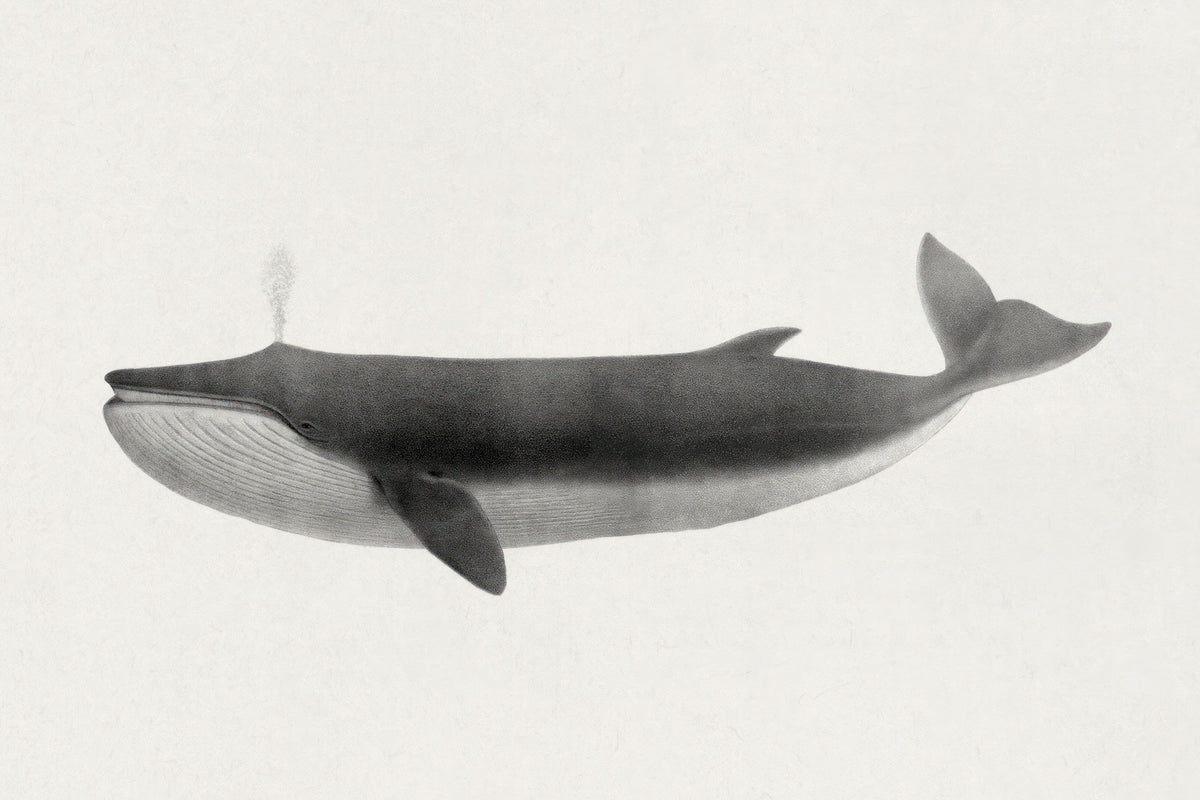 Fin Whale Mural Wallpaper - pure wallpaper artwork