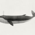 Fin Whale Mural Wallpaper - pure wallpaper artwork