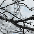 Cherry Blossom Branch Mural Wallpaper - pure wallpaper artwork