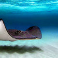 Ocean Glider Mural Wallpaper - pure wallpaper artwork