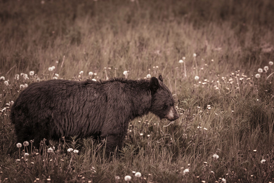 Black Bear Meadow Mural Wallpaper