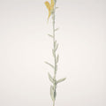 Field Journal Entry VIII Color Mural Wallpaper - pure wallpaper artwork