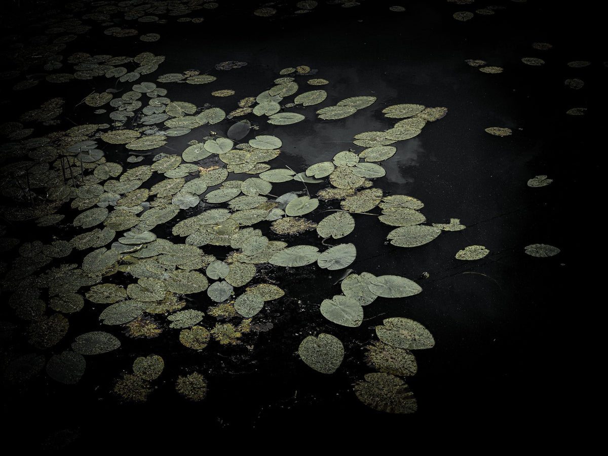 The Leaf and the Depth Mural Wallpaper - pure wallpaper artwork