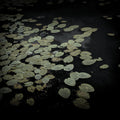 The Leaf and the Depth Mural Wallpaper - pure wallpaper artwork