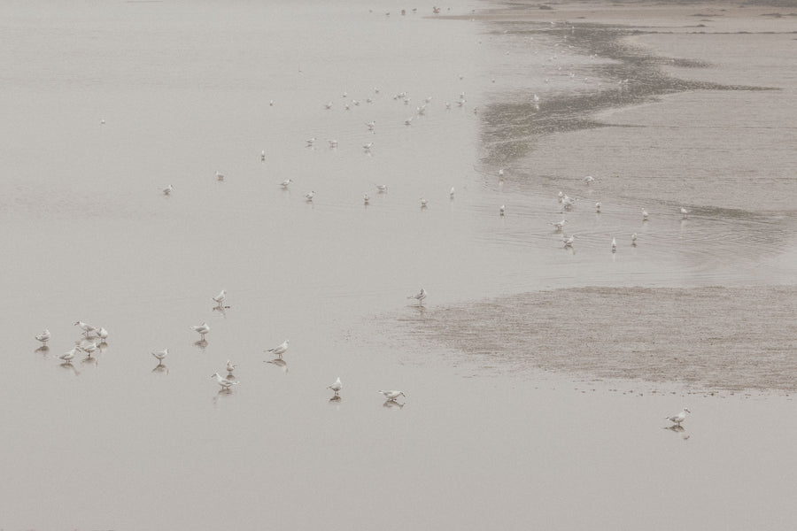 Birds in the Mist Mural Wallpaper