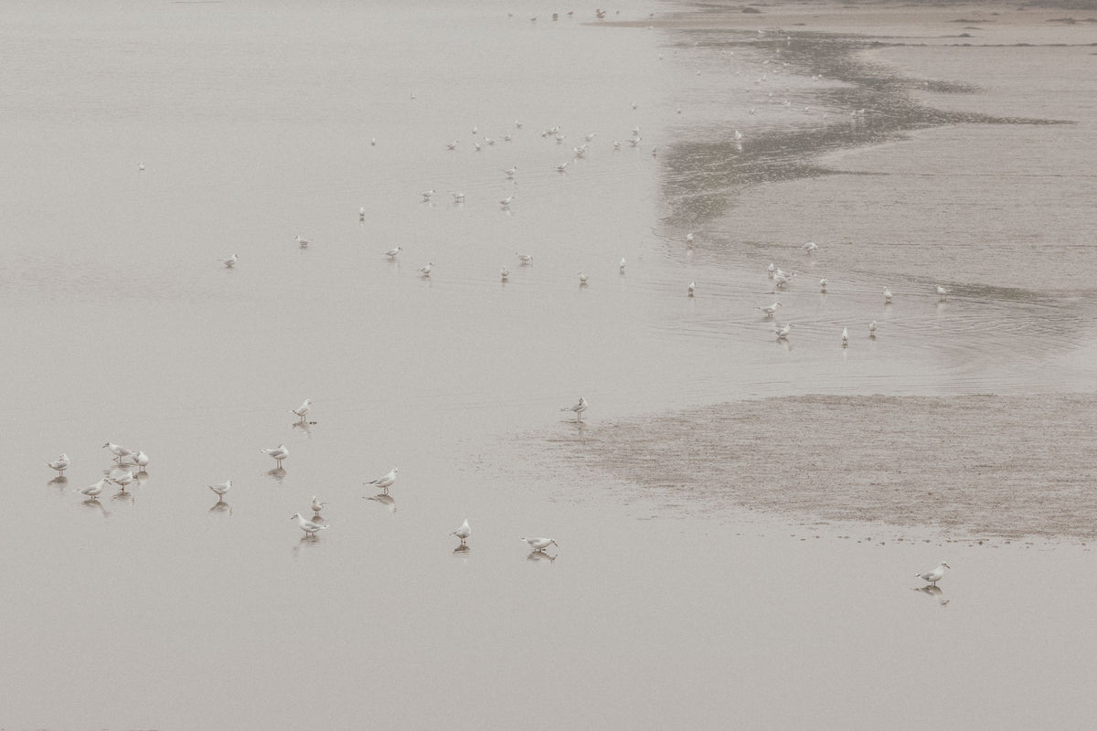 Birds in the Mist Mural Wallpaper - pure wallpaper artwork
