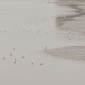 Birds in the Mist Mural Wallpaper - pure wallpaper artwork