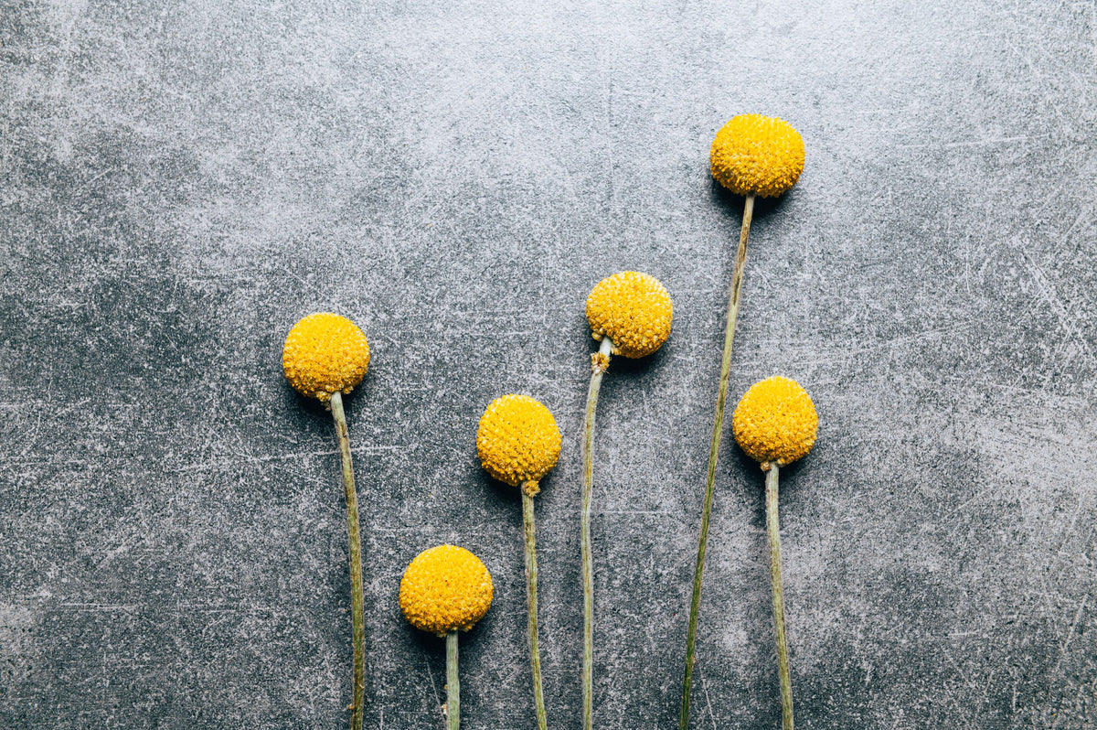 Craspedia Dry Flowers Mural Wallpaper - pure wallpaper artwork