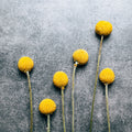 Craspedia Dry Flowers Mural Wallpaper - pure wallpaper artwork