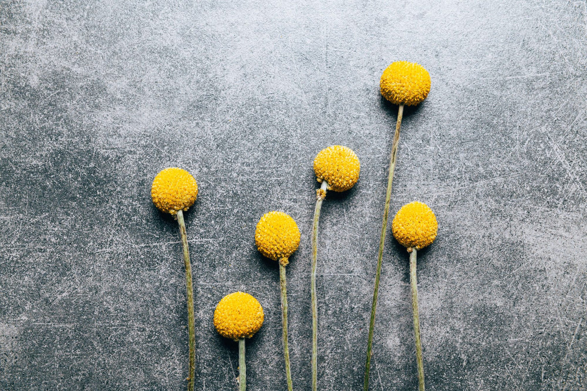 Craspedia Trockenblumen Wandbild Tapete
