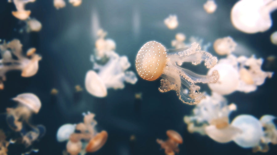 Baby Jellyfish Mural Wallpaper