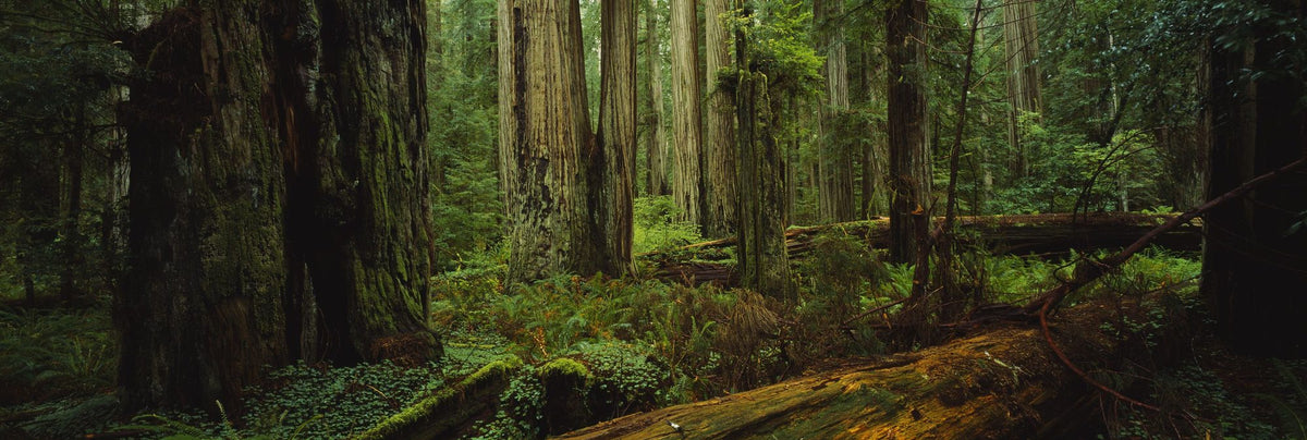 Mossy Haven Mural Wallpaper - pure wallpaper artwork