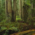 Mossy Haven Mural Wallpaper - pure wallpaper artwork