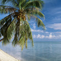 Tropical Beachside Haven Mural Wallpaper - pure wallpaper artwork