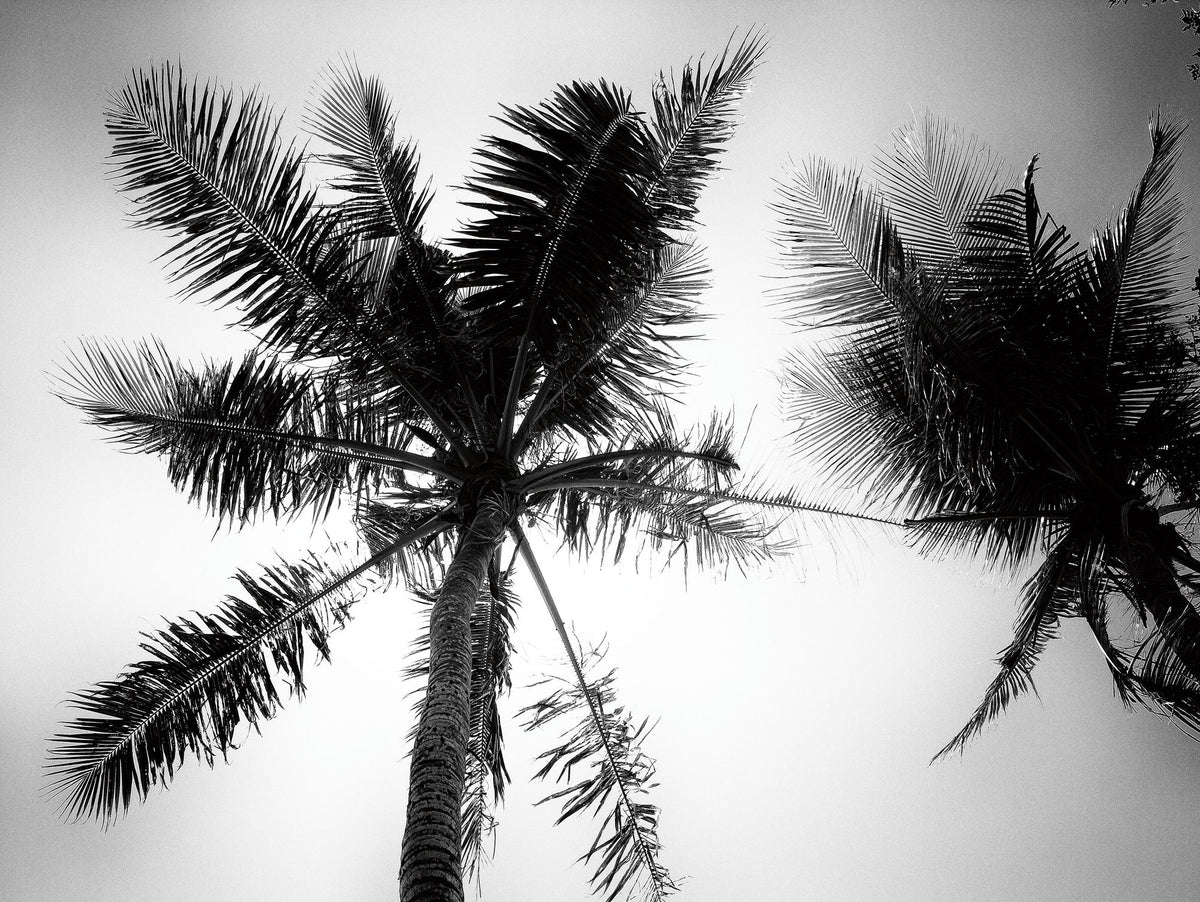 Palm Tree Looking Up II Mural Wallpaper - pure wallpaper artwork