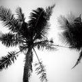 Palm Tree Looking Up II Mural Wallpaper - pure wallpaper artwork